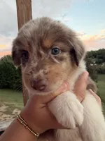 Saylor, a female Australian Shepherd for sale in Newport, TN – 3 of 4