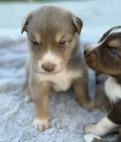 Riz, a male Australian Shepherd for sale in Newport, TN – 3 of 5