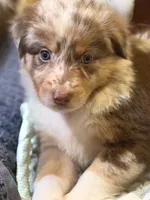 Saylor, a female Australian Shepherd for sale in Newport, TN – 4 of 4