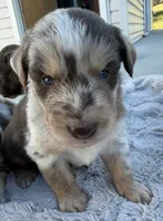 Drake, a male Australian Shepherd for sale in Newport, TN – 4 of 6