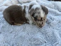Drake, a male Australian Shepherd for sale in Newport, TN – 5 of 6