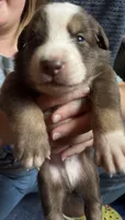 Teddy, a male Australian Shepherd for sale in Newport, TN – 4 of 4