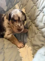 Drake, a male Australian Shepherd for sale in Newport, TN – 2 of 6