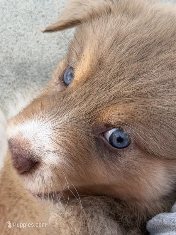 Riz – Australian Shepherd puppy for sale in Newport, TN