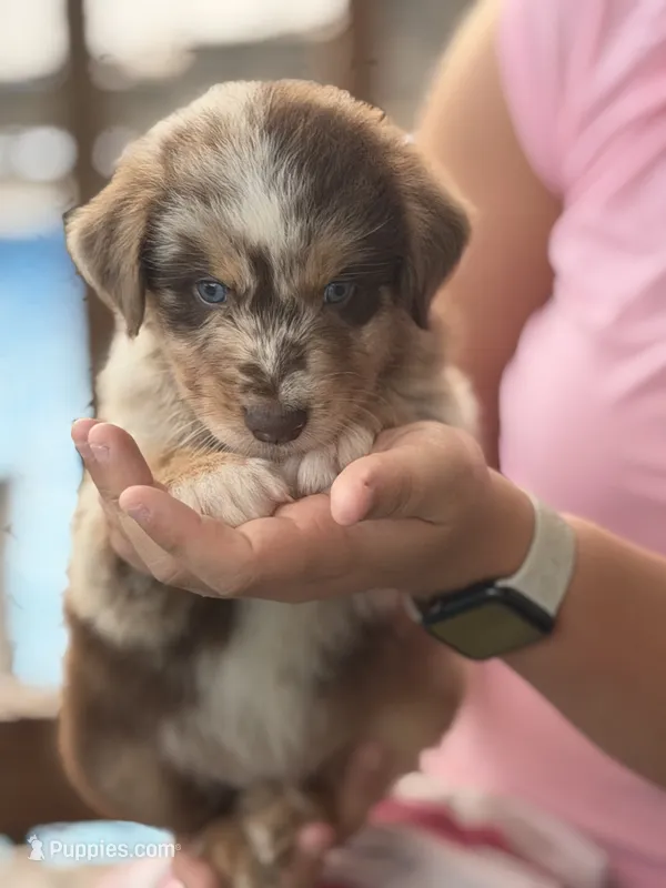 Drake – Australian Shepherd puppy for sale in Newport, TN