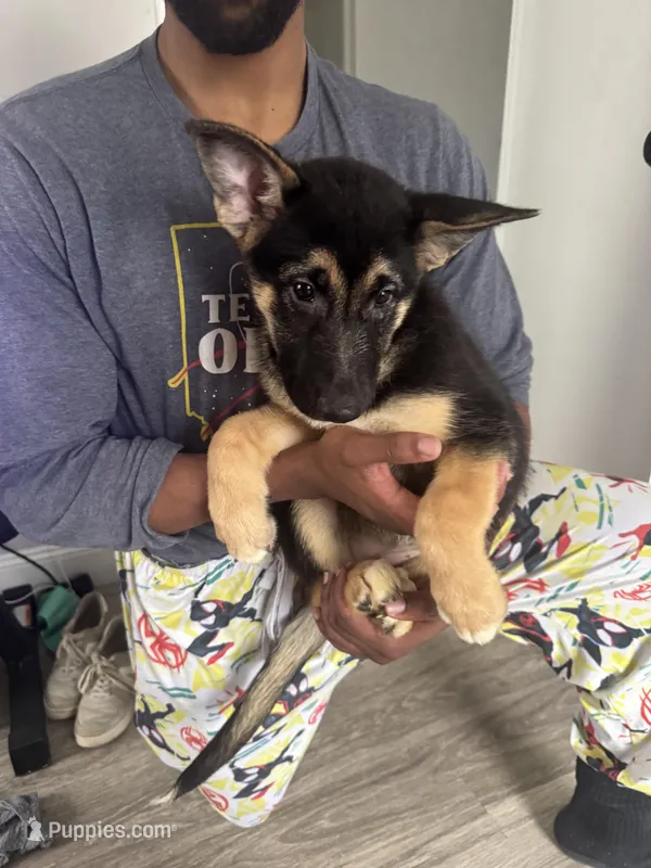 Starr – German Shepherd Dog, Alaskan Husky puppy for sale in Cleveland, OH