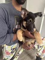 Starr, a female German Shepherd Dog and Alaskan Husky for sale in Cleveland, OH – Photo 2 of 2