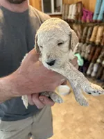 Dallas, a male Goldendoodle for sale in Clifton Forge, VA – 1 of 2