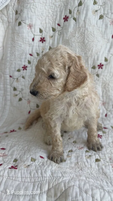Miami  – Goldendoodle puppy for sale in Clifton Forge, VA