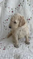 Miami , a male Goldendoodle for sale in Clifton Forge, VA – 1 of 2