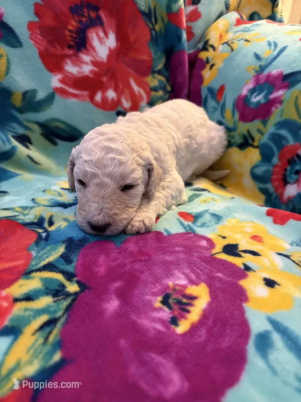 Austin – Goldendoodle puppy for sale in Clifton Forge, VA