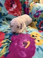 Austin, a male Goldendoodle for sale in Clifton Forge, VA – 1 of 2