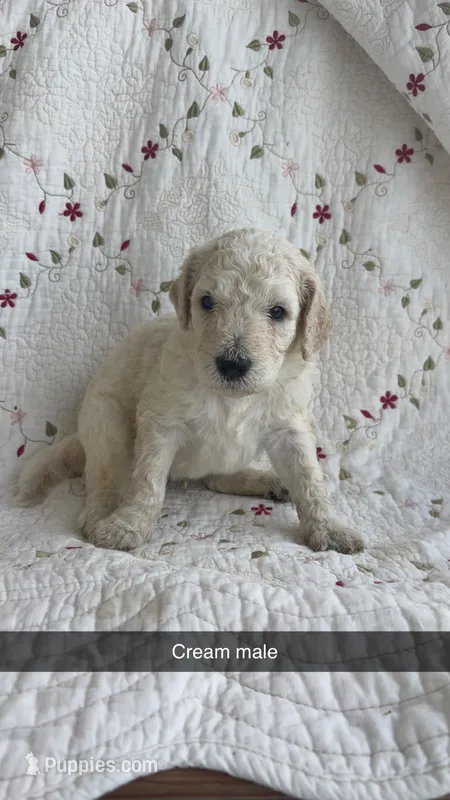 Austin – Goldendoodle puppy for sale in Clifton Forge, VA