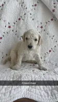 Austin, a male Goldendoodle for sale in Clifton Forge, VA – 1 of 1