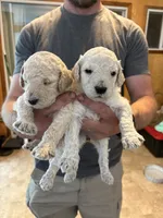 Charlotte , a female Goldendoodle for sale in Clifton Forge, VA – 2 of 2