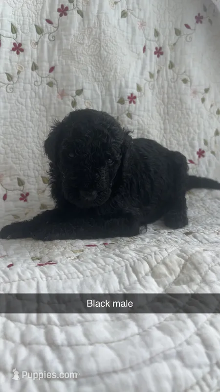 York – Goldendoodle puppy for sale in Clifton Forge, VA