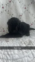 York, a male Goldendoodle for sale in Clifton Forge, VA – 1 of 1