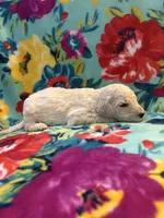 Charlotte , a female Goldendoodle for sale in Clifton Forge, VA – 1 of 2