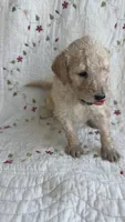 Miami , a male Goldendoodle for sale in Clifton Forge, VA – 2 of 2