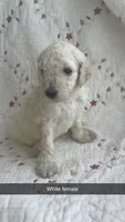 Charlotte , a female Goldendoodle for sale in Clifton Forge, VA – 1 of 1