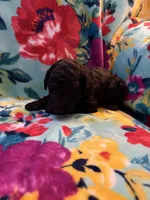 York, a male Goldendoodle for sale in Clifton Forge, VA – 1 of 1
