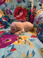 Dallas, a male Goldendoodle for sale in Clifton Forge, VA – 2 of 2