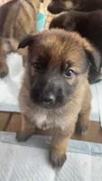 Puppy, a male German Shepherd Dog for sale in Brooklet, GA – 4 of 6