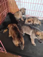 Puppy, a male German Shepherd Dog for sale in Brooklet, GA – 6 of 6