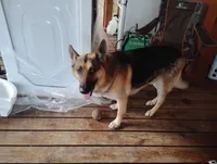 Puppy, a male German Shepherd Dog for sale in Brooklet, GA – 5 of 6