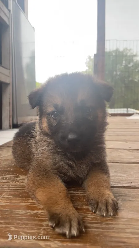 Puppy – German Shepherd Dog puppy for sale in Brooklet, GA