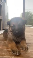 Puppy, a male German Shepherd Dog for sale in Brooklet, GA – 1 of 6