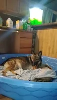 Puppy, a male German Shepherd Dog for sale in Brooklet, GA – 2 of 6