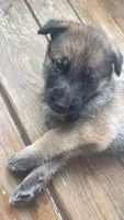 Puppy, a male German Shepherd Dog for sale in Brooklet, GA – 3 of 6