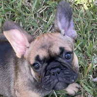 Female, a female French Bulldog for sale in Wellington, FL – 2 of 3
