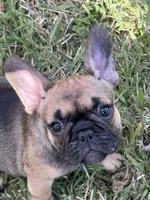Female, a female French Bulldog for sale in Wellington, FL – Photo 2 of 3
