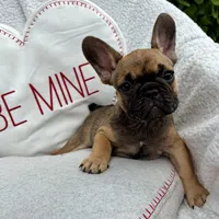 Female, a female French Bulldog for sale in Wellington, FL – 1 of 3