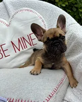 Female, a female French Bulldog for sale in Wellington, FL – Photo 1 of 3