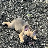 Female, a female French Bulldog for sale in Wellington, FL – 3 of 3