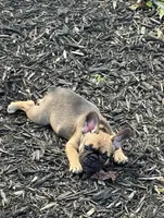 Female, a female French Bulldog for sale in Wellington, FL – Photo 3 of 3