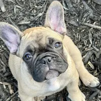 Male, a male French Bulldog for sale in Wellington, FL – Photo 1 of 3