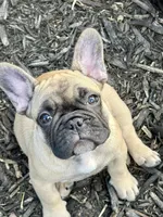 Male, a male French Bulldog for sale in Wellington, FL – Photo 3 of 3