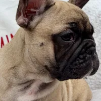 Male, a male French Bulldog for sale in Wellington, FL – Photo 2 of 3