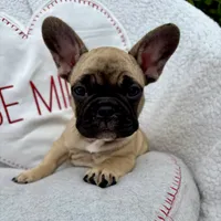 Male, a male French Bulldog for sale in Wellington, FL – Photo 3 of 3