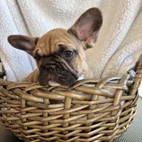 Male, a male French Bulldog for sale in Wellington, FL – Photo 3 of 4