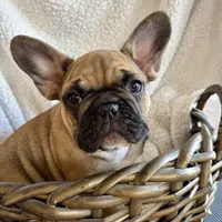 Male, a male French Bulldog for sale in Wellington, FL – Photo 1 of 4