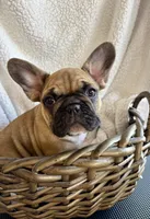 Male, a male French Bulldog for sale in Wellington, FL – Photo 1 of 4