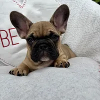 Male, a male French Bulldog for sale in Wellington, FL – Photo 2 of 4