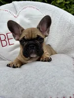 Male, a male French Bulldog for sale in Wellington, FL – Photo 2 of 4