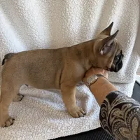 Male, a male French Bulldog for sale in Wellington, FL – Photo 4 of 4