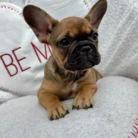 Female, a female French Bulldog for sale in Wellington, FL – Photo 2 of 2